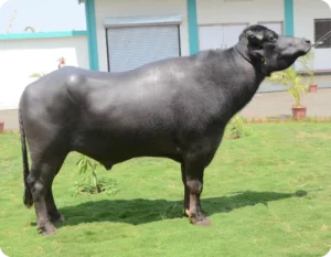 Bheem Gallary Thumbnails