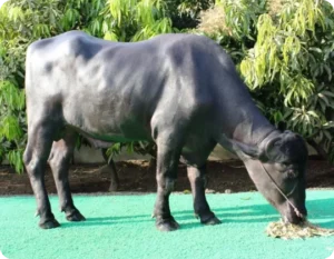 Deepak Gallary Thumbnails