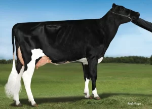 Hammer Gallary Thumbnails