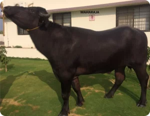 Maharaja Gallary Thumbnails