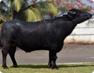 Munshi Gallary Thumbnails