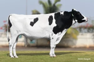 Rodeo Gallary Thumbnails