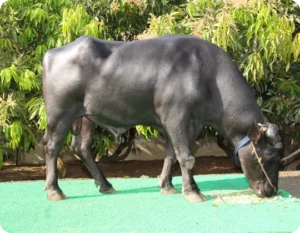 Sahil Gallary Thumbnails