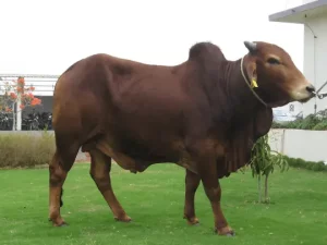 Shakti Gallary Thumbnails