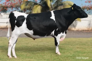 Spike Gallary Thumbnails