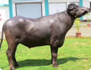 Sultan Gallary Thumbnails