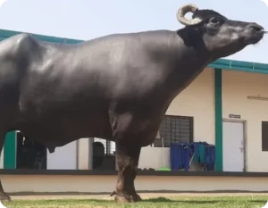 Sangram Gallary Thumbnails