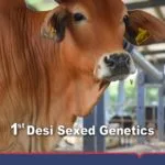 Sexcel Flyer B (English)