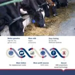 Sexcel Flyer 8 page (Hindi)