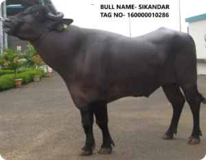 Sikandar Gallary Thumbnails