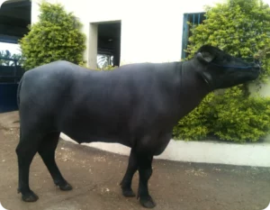 Venkat Gallary Thumbnails