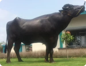 Zoravar Gallary Thumbnails