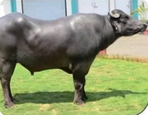 Balwan Gallary Thumbnails