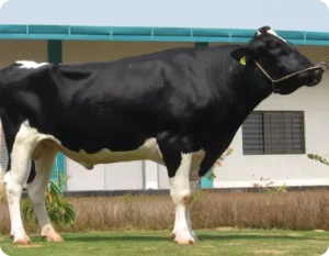 Fire Gallary Thumbnails