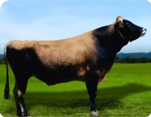 Neymar Gallary Thumbnails