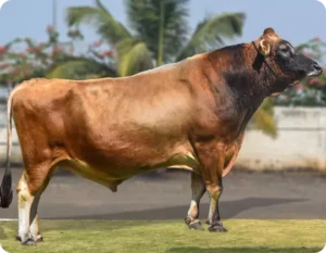 Supreme Gallary Thumbnails