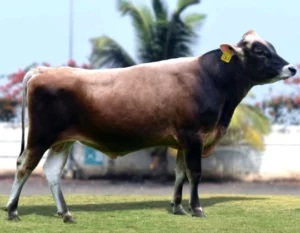 Logan Gallary Thumbnails