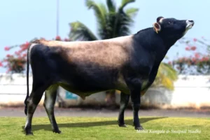 Bigshot Gallary Thumbnails