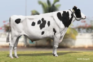 Brute Gallary Thumbnails