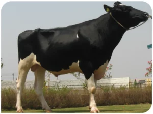 Duster Gallary Thumbnails