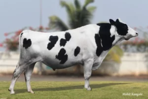 Everest Gallary Thumbnails