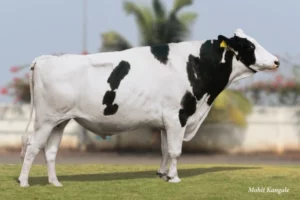 Hulk Gallary Thumbnails