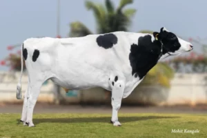 Piper Gallary Thumbnails