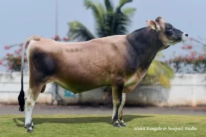 Romeo Gallary Thumbnails