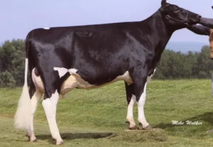 Spike Gallary Thumbnails