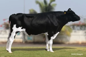 Sturdy Gallary Thumbnails