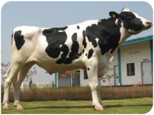 Stunner Gallary Thumbnails