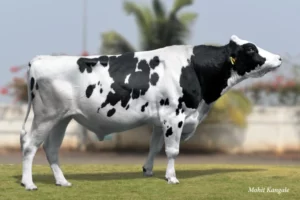 Tornado Gallary Thumbnails