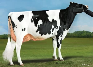 Triumf Gallary Thumbnails