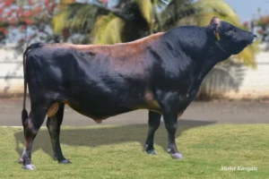 Zig Gallary Thumbnails