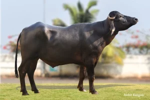 Amar Gallary Thumbnails