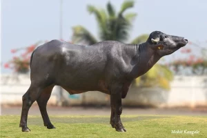 Aryan Gallary Thumbnails