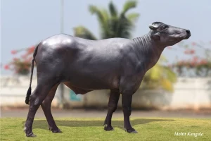 Madhav Gallary Thumbnails