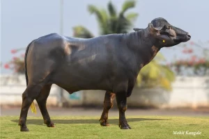 Raghu Gallary Thumbnails