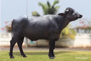 Sabu Gallary Thumbnails