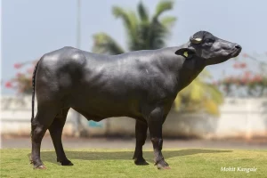 Jayraj Gallary Thumbnails