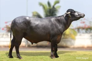 Rajnikanth Gallary Thumbnails