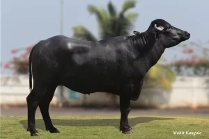 Balraj Gallary Thumbnails