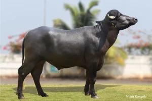 Eklavya Gallary Thumbnails