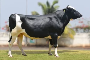 Hardy Gallary Thumbnails