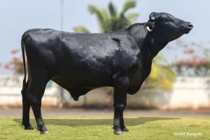 Hugo Gallary Thumbnails