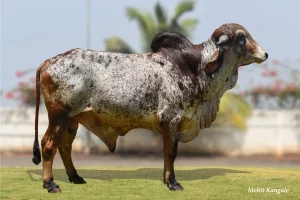 Inder Gallary Thumbnails