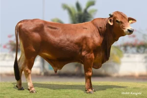 Johny Gallary Thumbnails