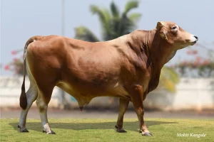 Justin Gallary Thumbnails