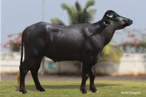 Pratap Gallary Thumbnails