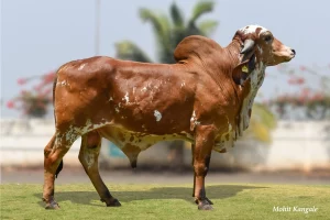 Samrat Gallary Thumbnails